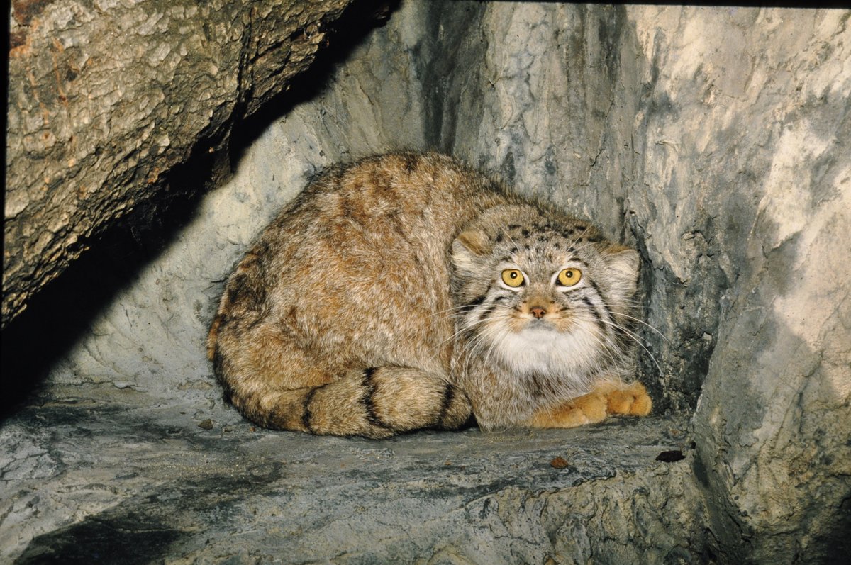 横浜市立野毛山動物園≪公式≫ tweet media