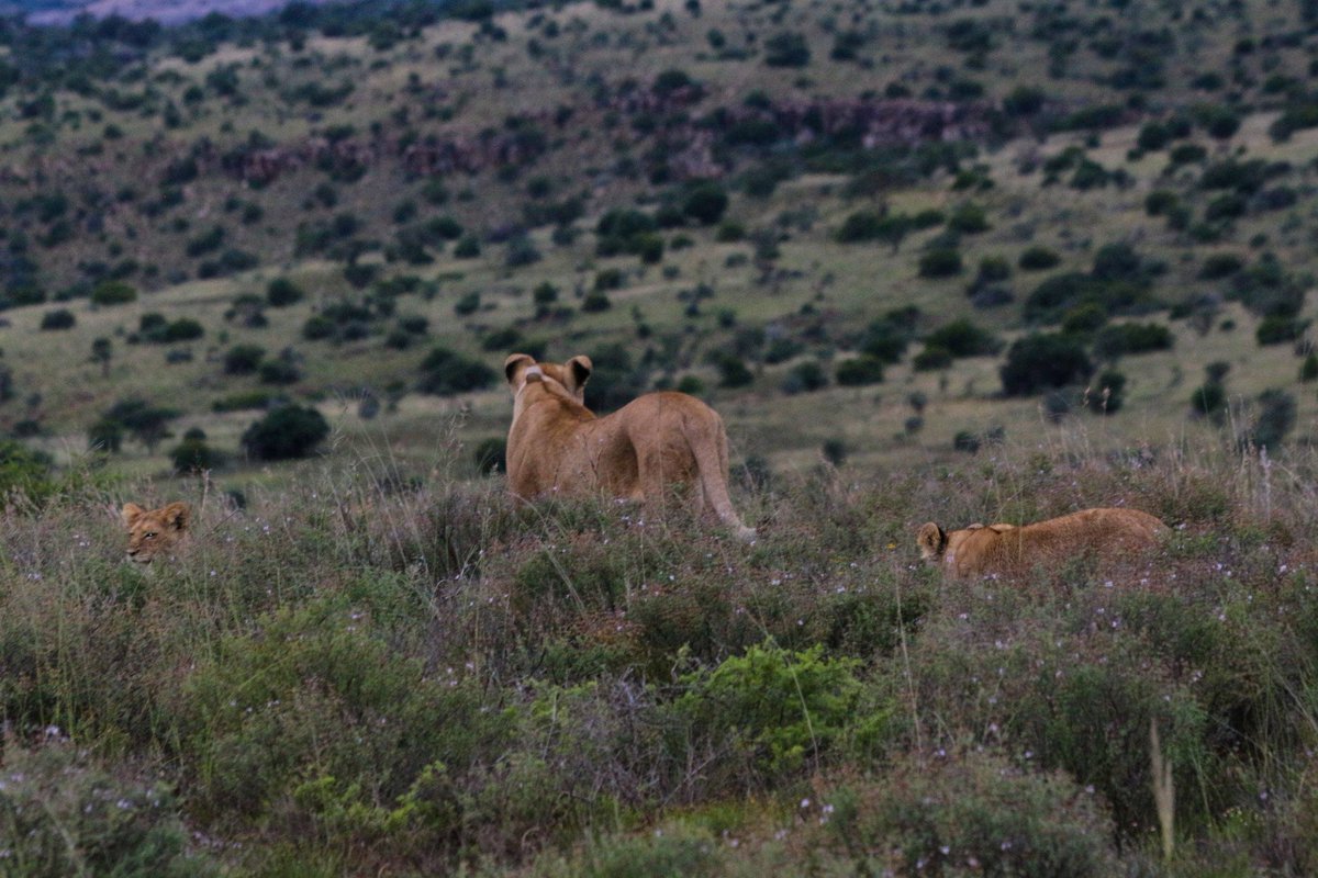 SANParks Mountain Zebra tweet media
