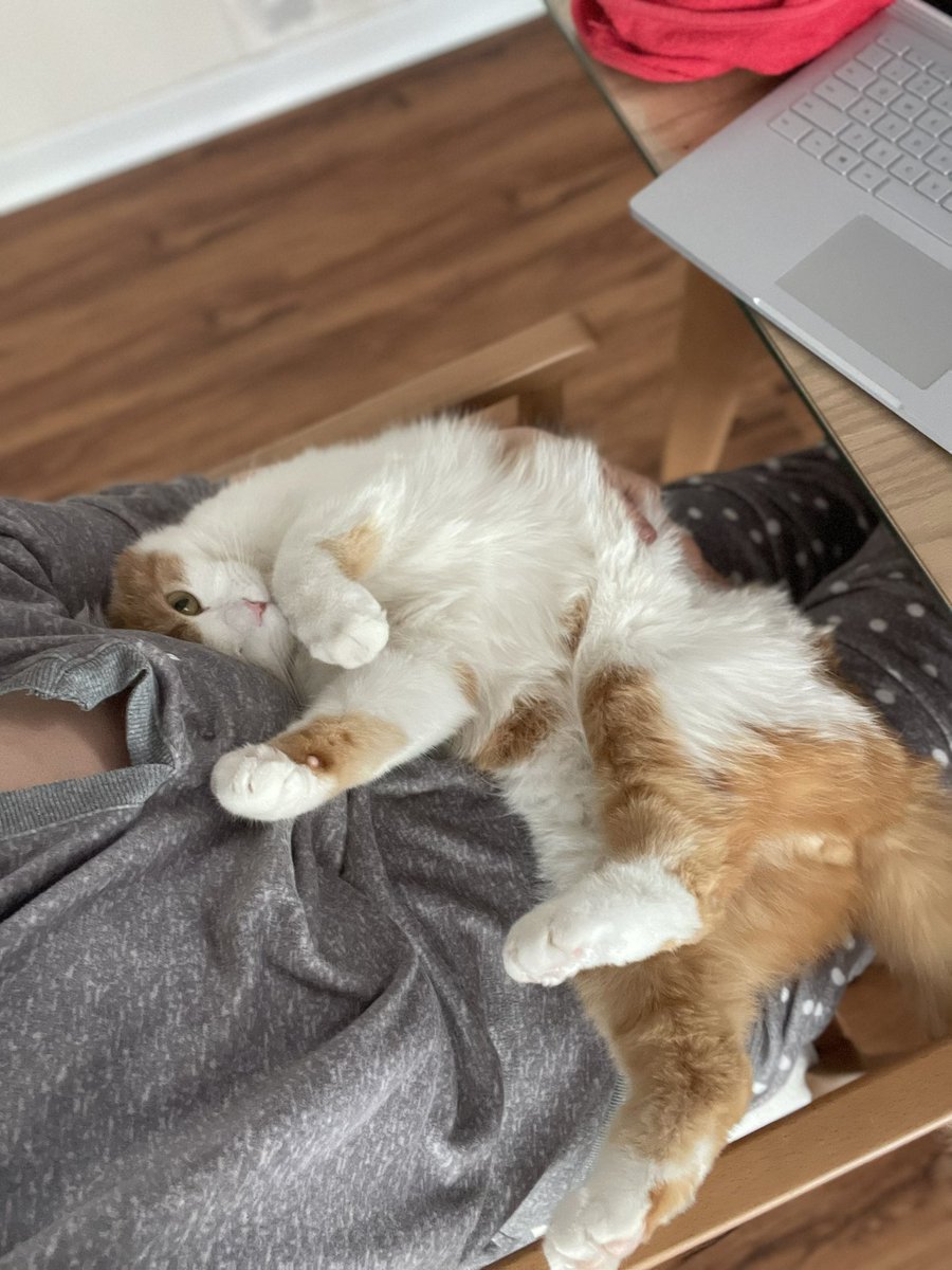 تيرچه ملوك tweet media