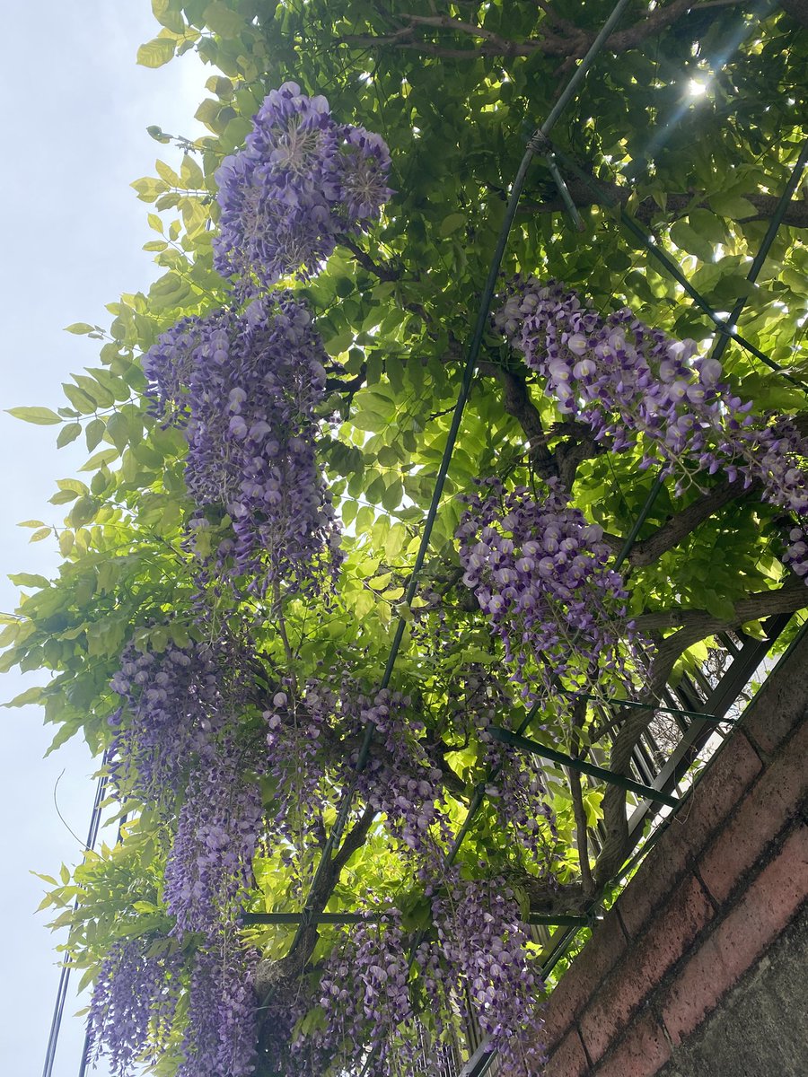 easygoa46 tweet media