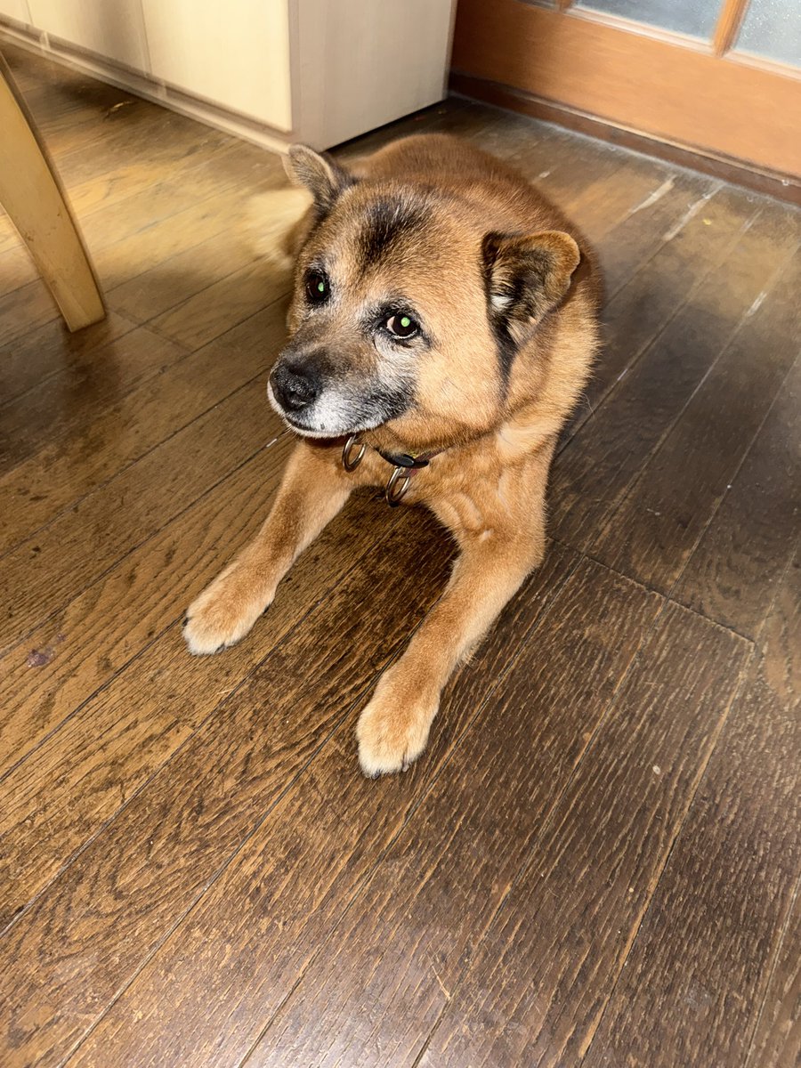 はち 鼻黒犬 tweet media