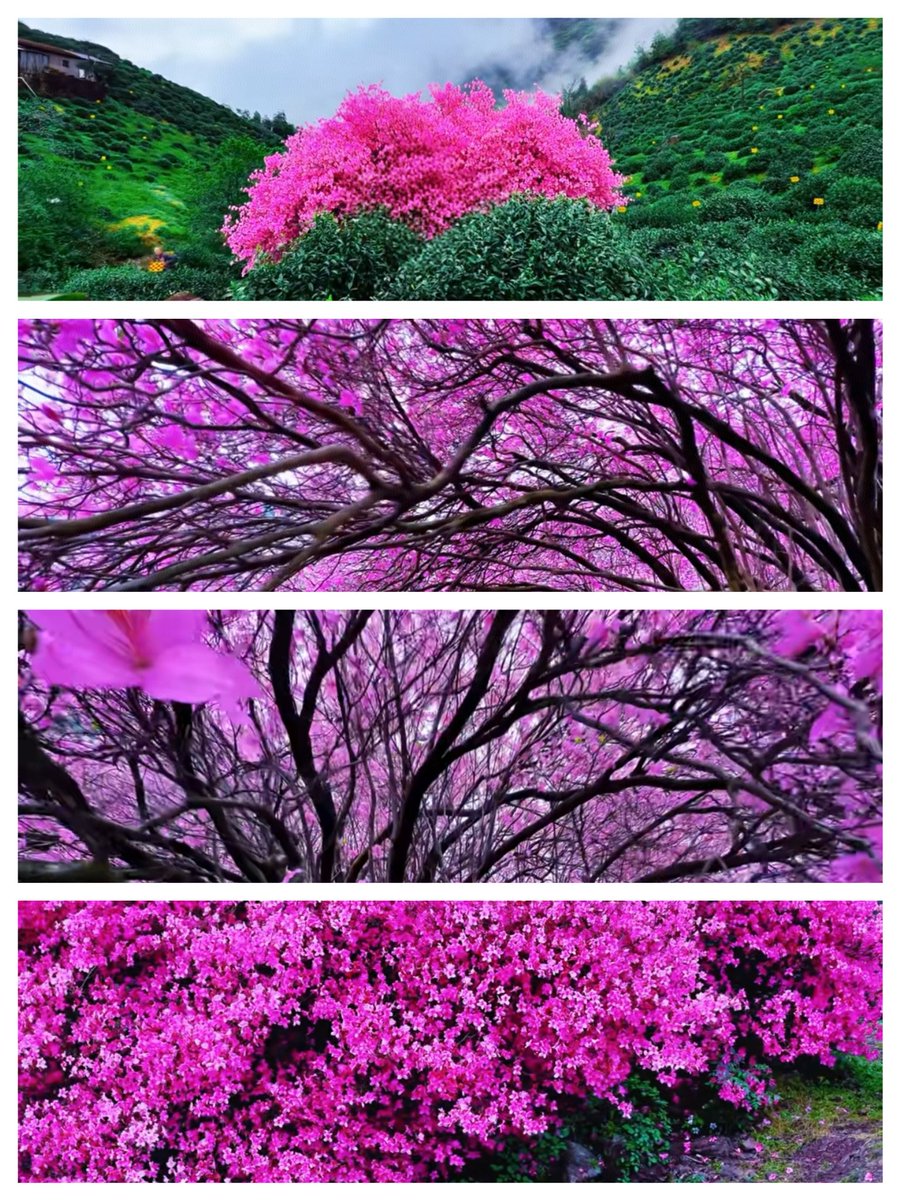 liyingsd's tweet image. 东阳东白山300多年杜鹃花肆意绽放