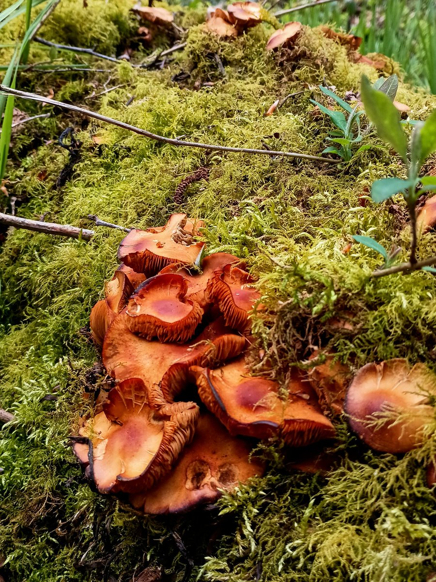 SewellLeigh's tweet image. Fungal log 👀

#fungifriday #mossisboss #fridaymorning #nature #naturephotography
