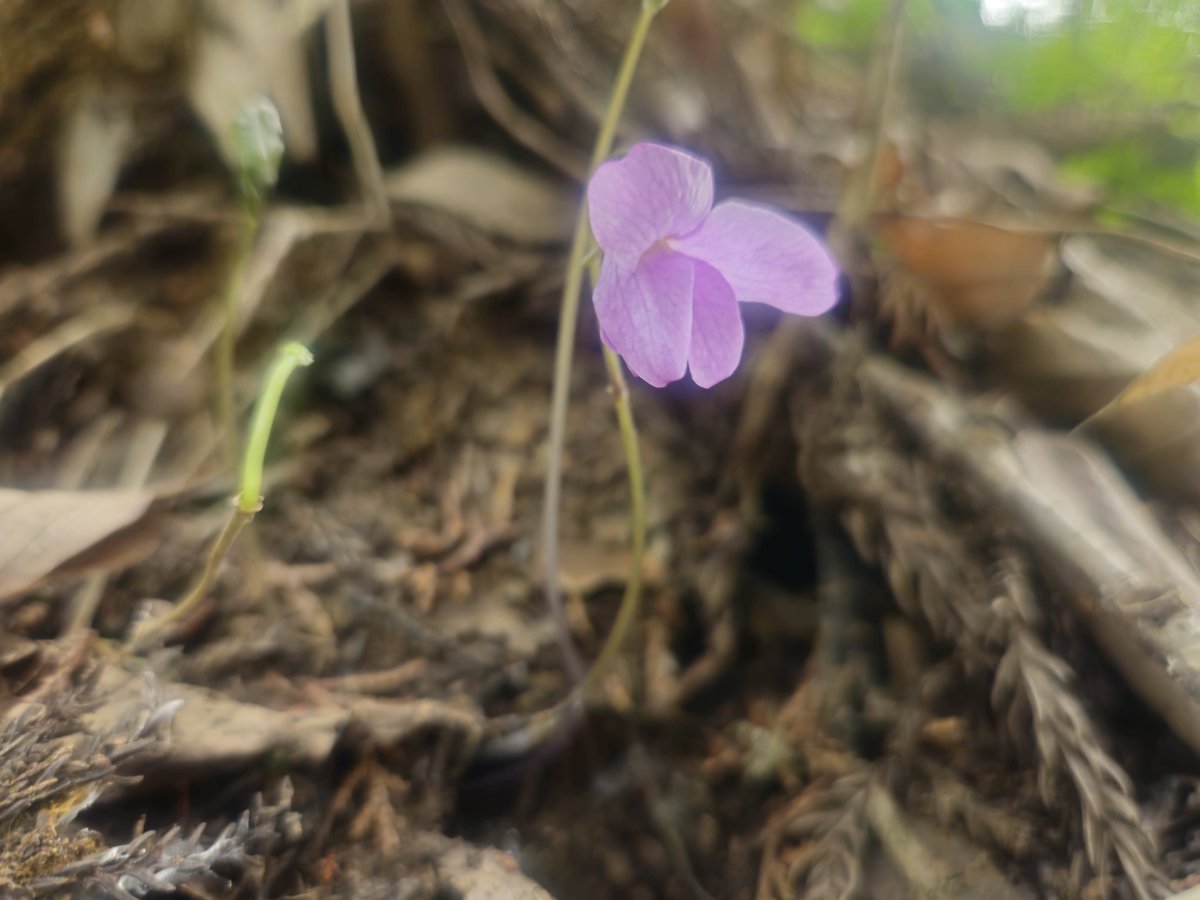 🌿ハマちゃん²² tweet media