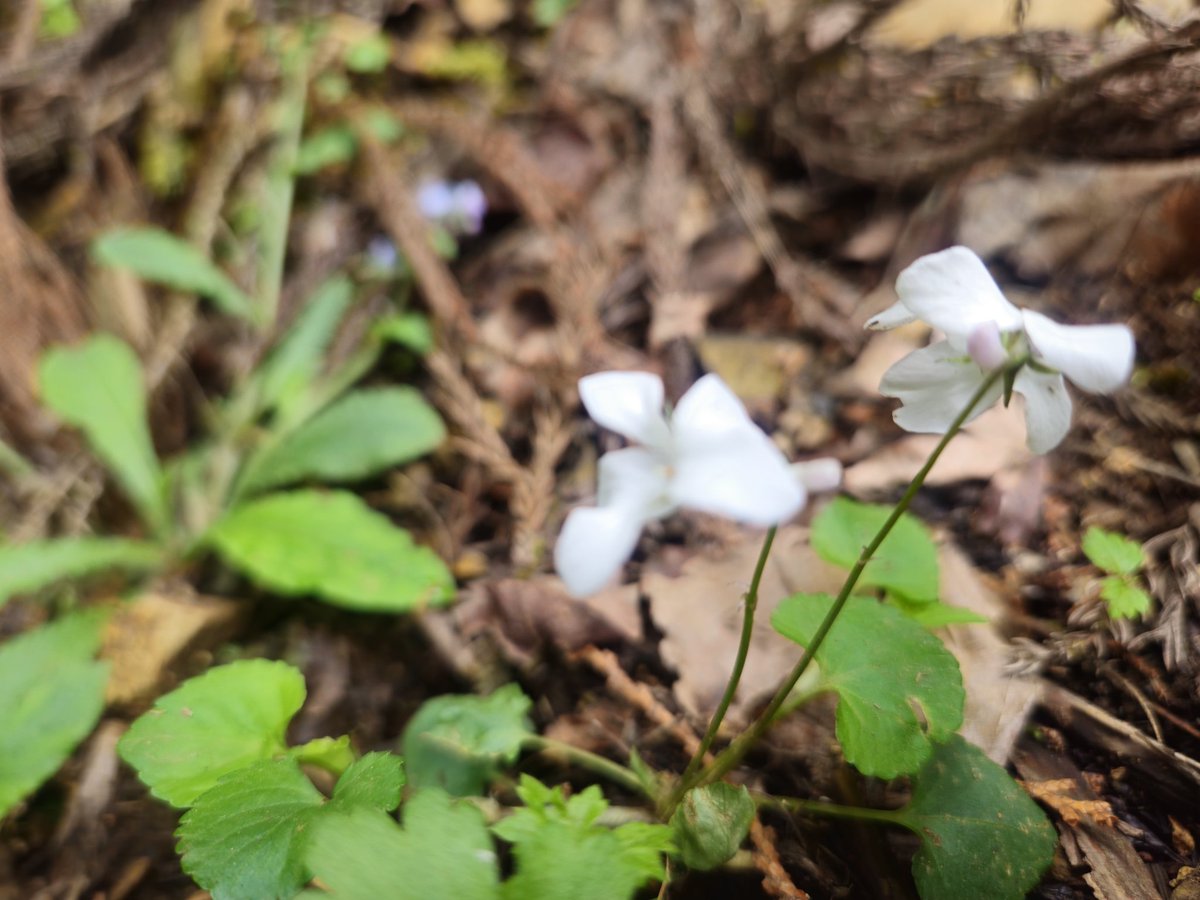 🌿ハマちゃん²² tweet media