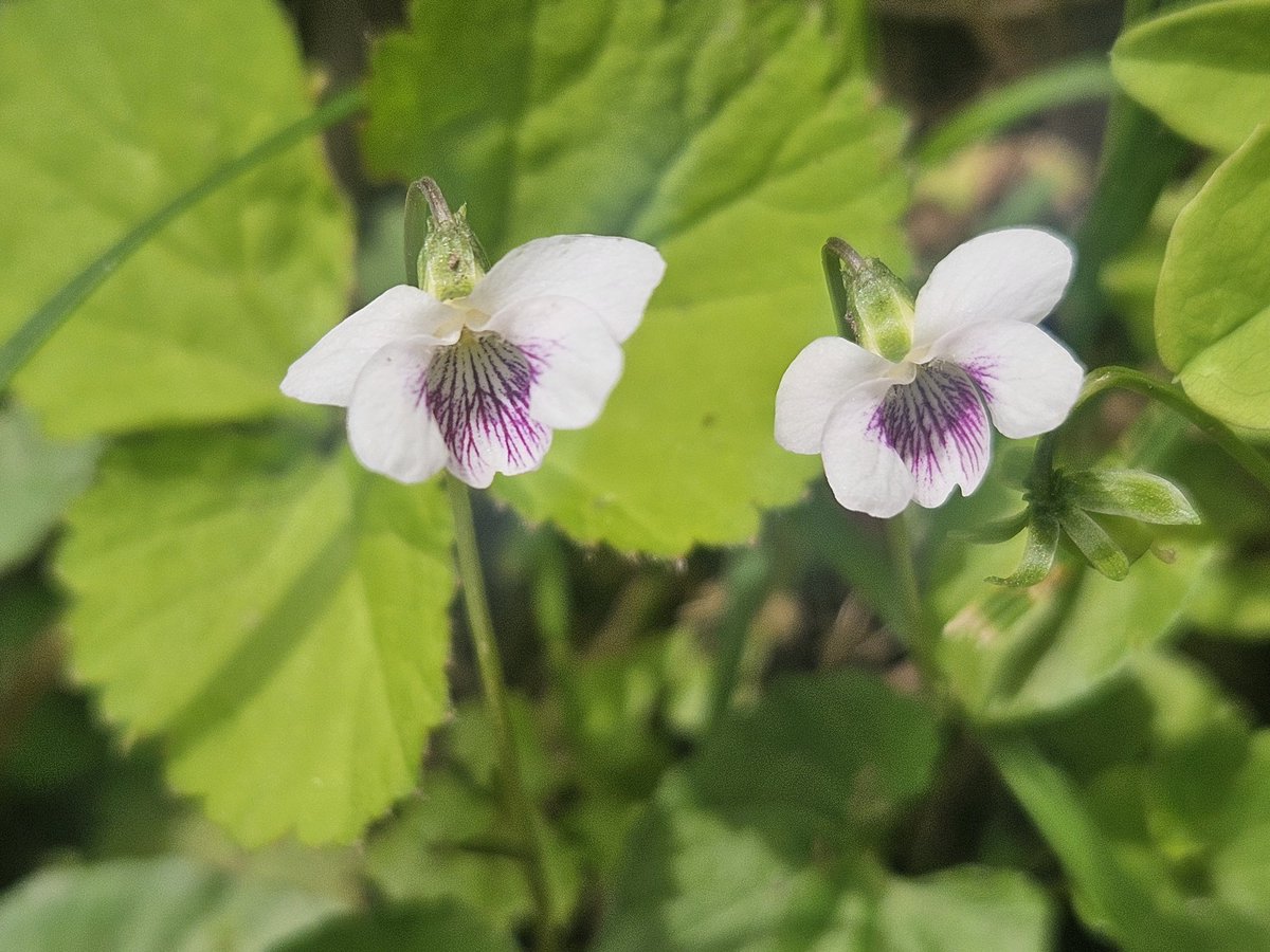 🌿ハマちゃん²² tweet media