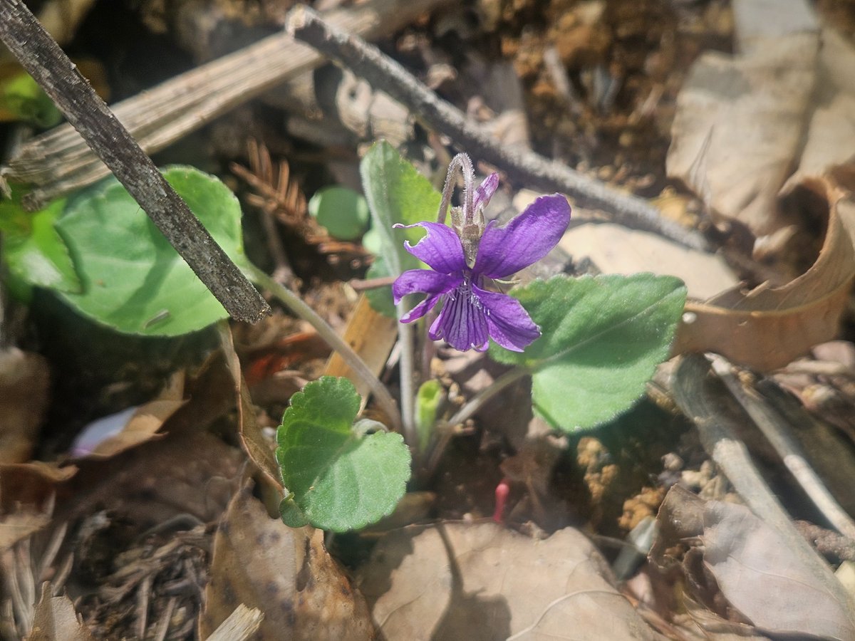 🌿ハマちゃん²² tweet media