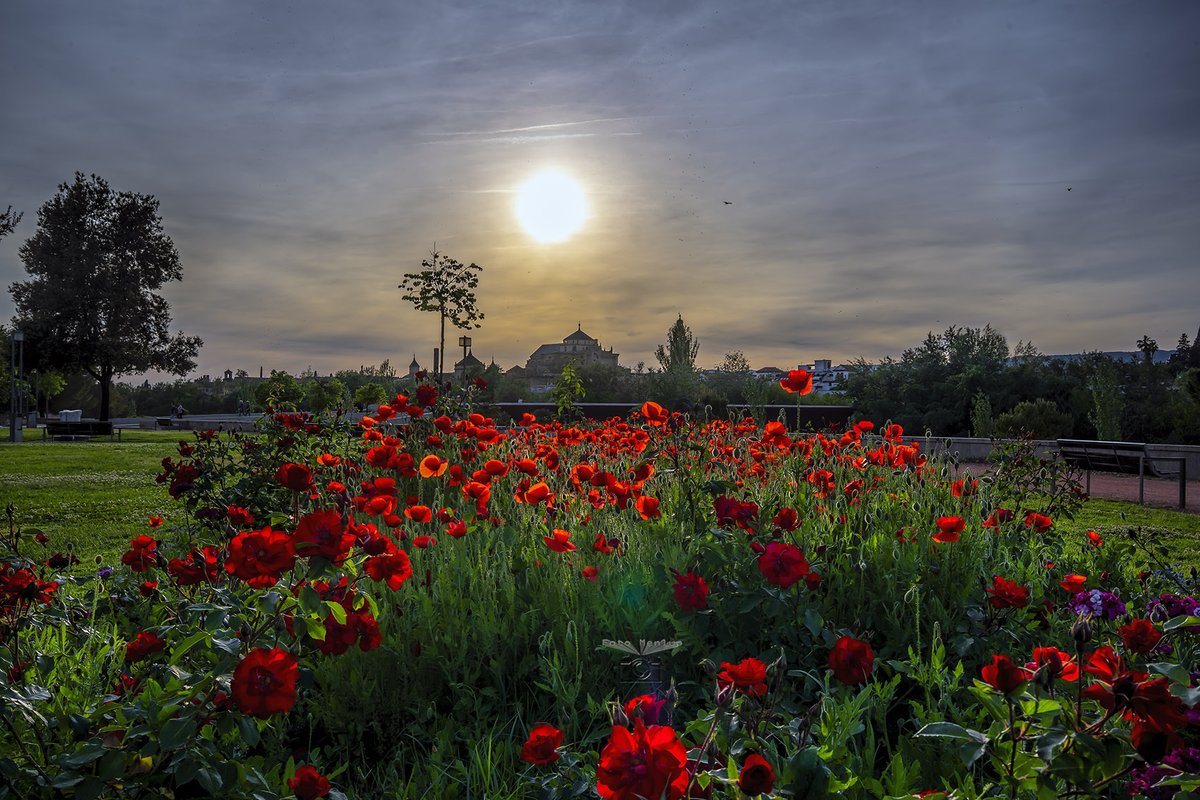 Pedro Mengual tweet media