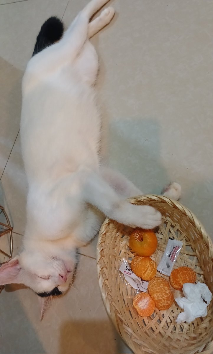 kucing boleh ga ya buka norek