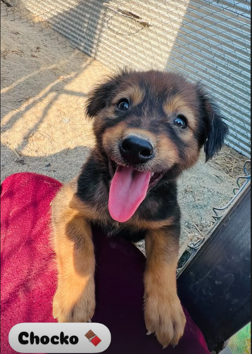 frz_crypto's tweet photo. i dont usually ever make posts like this, but considering i almost have 10k followers on here, I feel obliged to raise awareness for this cause

a friend of mine has been working his ass off in the streets of thailand to save sreet dogs in bad condition, he has been doing this for over 2 years now with close to 0 support. he has built a sanctuary for these dogs with his own money where people can visit and potentially adopt a dog (all out of his own money)

Jordan has truly dedicated his entire life to these street dogs over the past few years and its heartbreaking to see him struggle so much when all he is doing is being selfless

he has recently launched a GoFundMe to raise funds to complete his new dog shelter which should already be completeds, but he got f*cked over by builders and there simply is not enough money left

i wanted to share the GoFundMe with the people of X as I truly think we can work together to reach jordan's goals to allow him to pursue his dreams in thaialnd - saving the dogs.

will forever appreciate the fact im in a position to share causes like this to my nearly 10k followers on X, now let's show Jordan he's not alone.

https://t.co/tNqoLeYs3n

🐶🫶