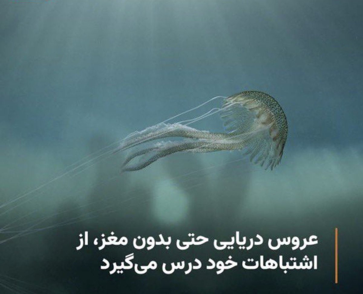 Mahmoud R Amani tweet media