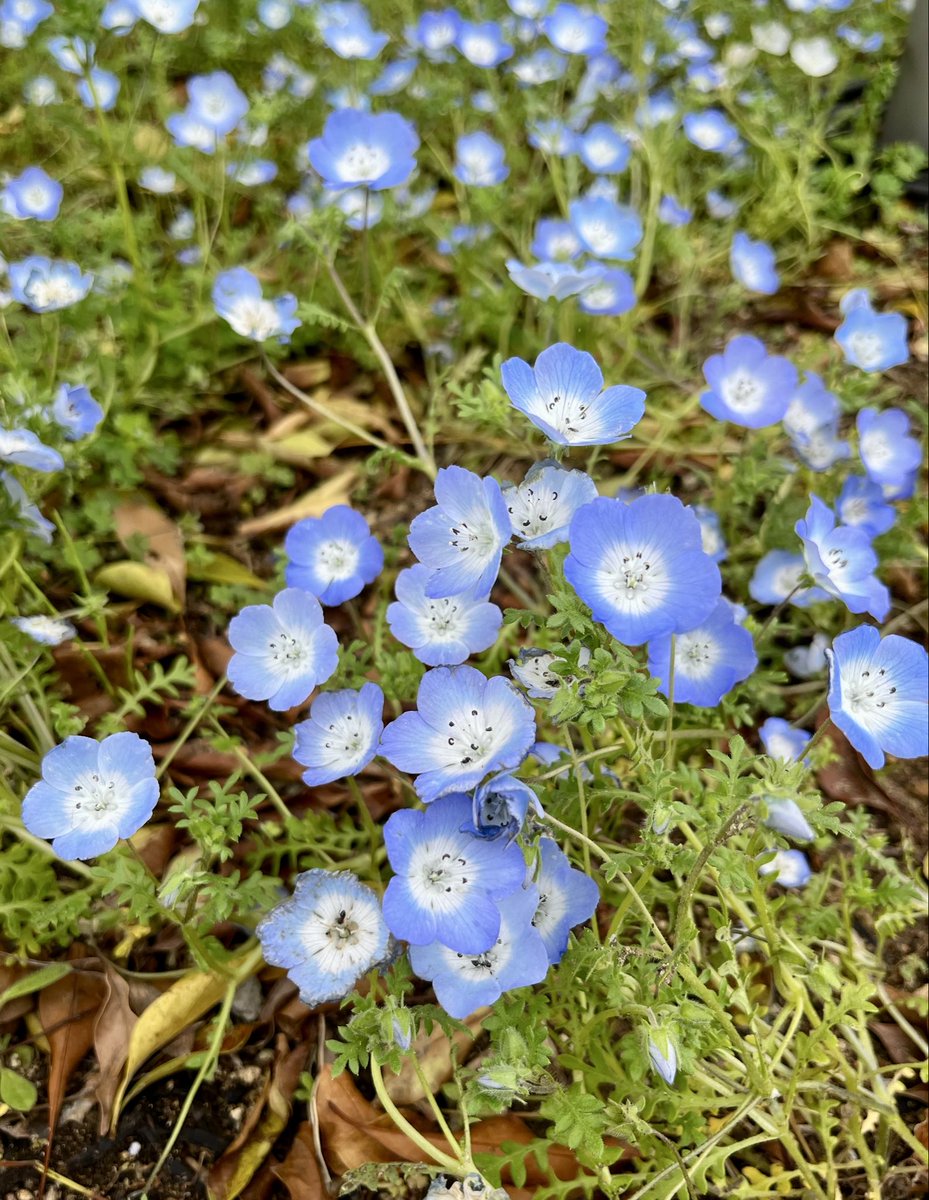 tsumatomo tweet media