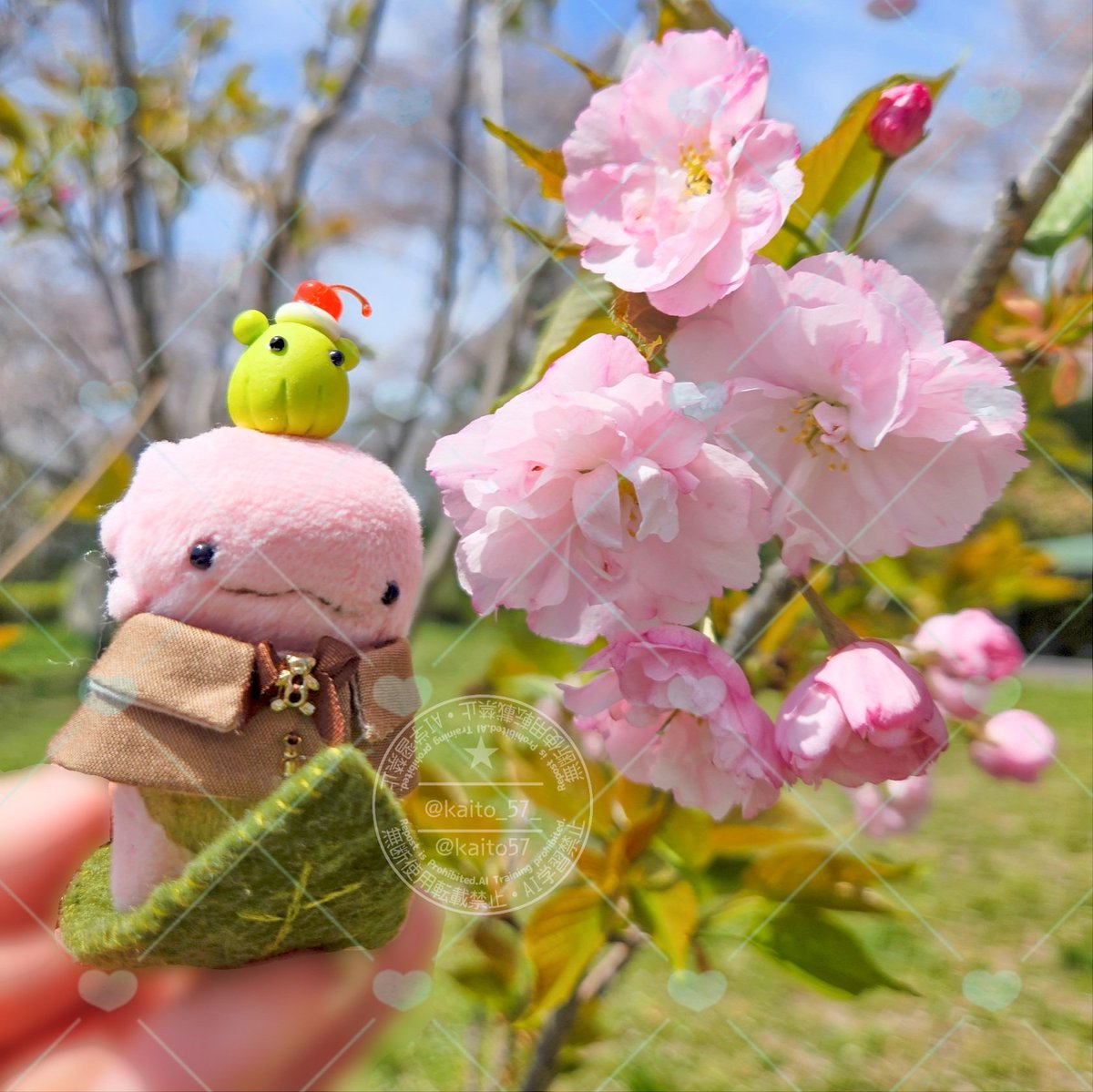 さっくん🌸 とお花見行ってきたよ

若木の🌸が可愛かったので一緒に📸
地元もそろそろ🌸見納めです

【 𝚜𝚙𝚎𝚌𝚒𝚊𝚕 𝚝𝚑𝚊𝚗𝚔𝚜♡ 】
matoiさま(<a href="/matm_toi28/">matoi</a>)
よちこさま(<a href="/greensuki6134/">よちこ（ちょこチク）</a>)

#うぱさん飼育日記