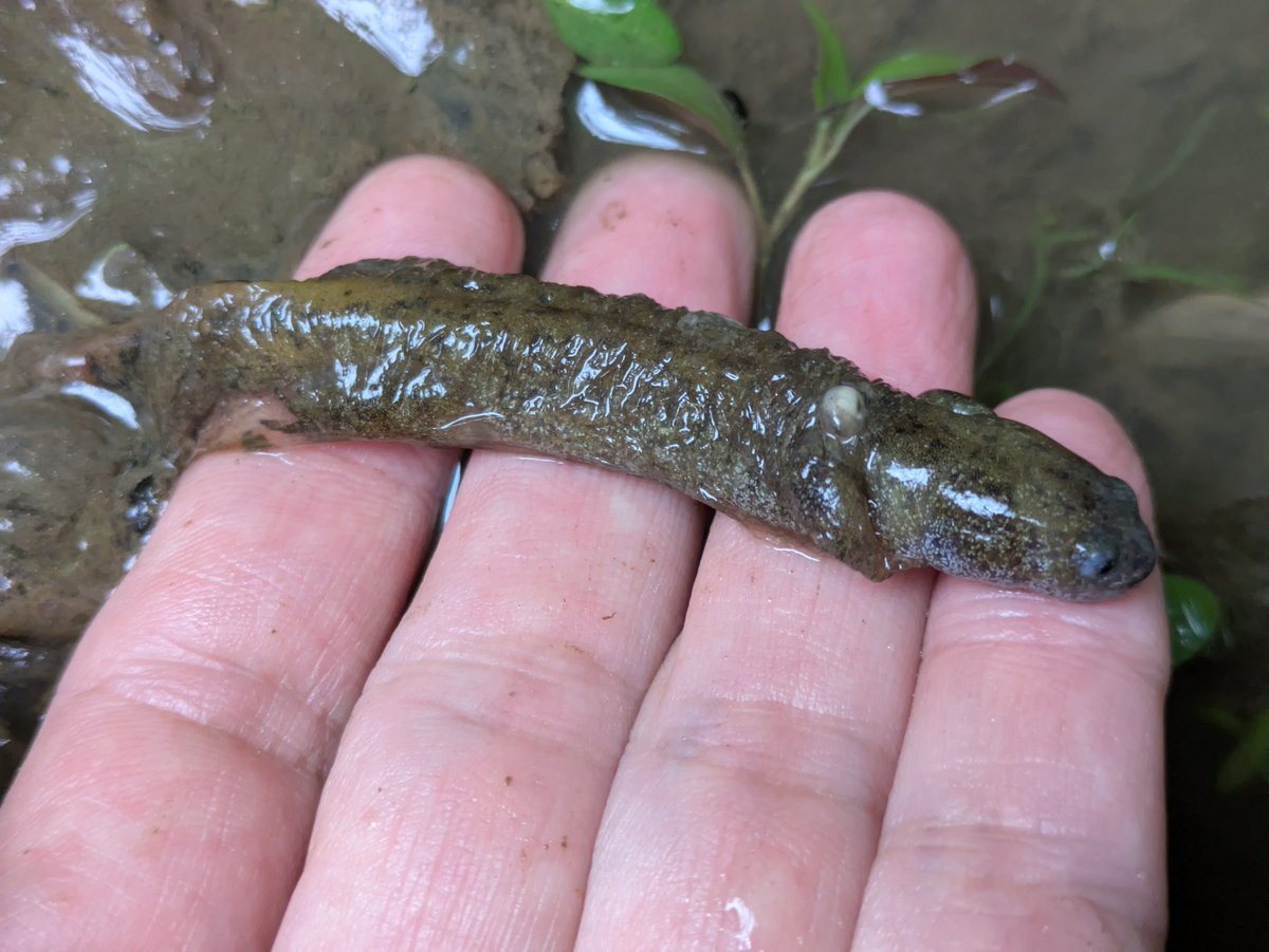 湿地で見つけたカスミサンショウウオの死体。どうやら空の卵嚢の中に入り込んでしまい、抜け出せずに溺死してしまったようです。しかしこういう非業の死を迎えた死体は初めてみました。