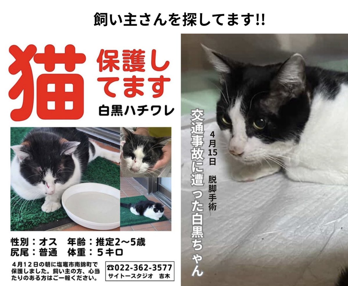 にゃん太通販+にゃっ展+にゃんにゃんBOX+猫十字 tweet media