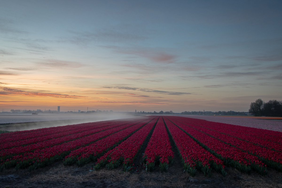 JaapScholte's tweet photo. Lisse voor en tijdens zonsopkomst #tulipseason @BuienRadarNL @weeronline https://t.co/r7nYvXMr1L
