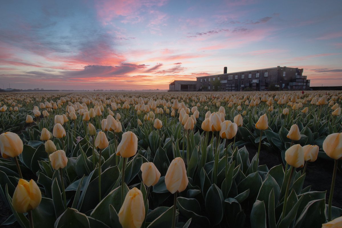 JaapScholte's tweet photo. Lisse voor en tijdens zonsopkomst #tulipseason @BuienRadarNL @weeronline https://t.co/r7nYvXMr1L