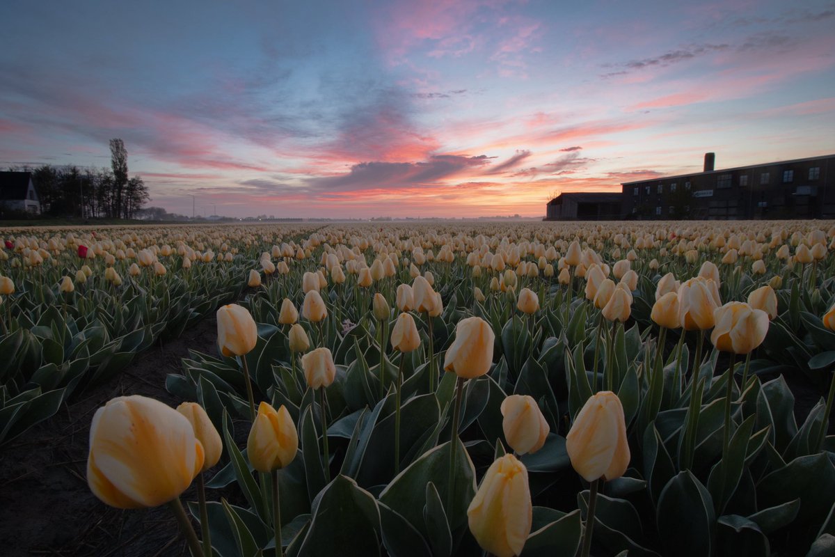 JaapScholte's tweet photo. Lisse voor en tijdens zonsopkomst #tulipseason @BuienRadarNL @weeronline https://t.co/r7nYvXMr1L