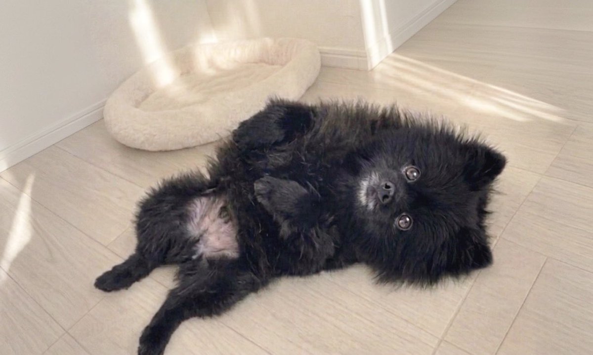 黒ポメラニアンのぷーちゃん tweet media