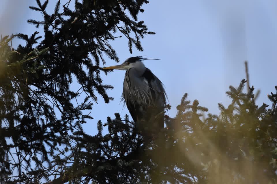 ACHUB PENRHOS / SAVE PENRHOS NATURE RESERVE 🍃💚🍃 tweet media