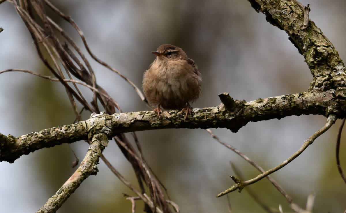 ACHUB PENRHOS / SAVE PENRHOS NATURE RESERVE 🍃💚🍃 tweet media