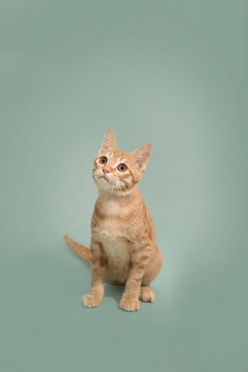 Soi Dog Adoptions tweet media