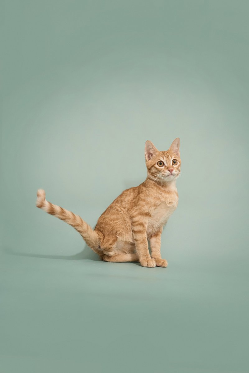 Soi Dog Adoptions tweet media