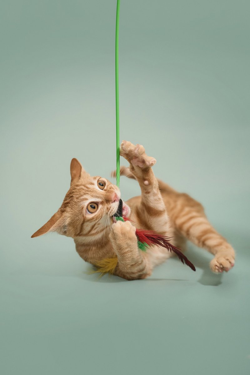 Soi Dog Adoptions tweet media