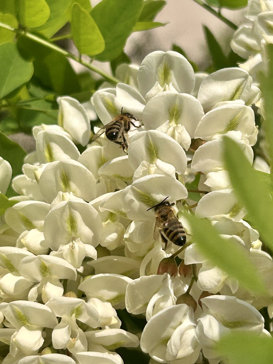 Prvo he do mebe dopro taj opojni miris a onda ovaj veličanstveni bagrem, pun zuja i lipote, toplo je i lipo, moj mali oblak sreće, dobrojutro vam😘🤍🐝