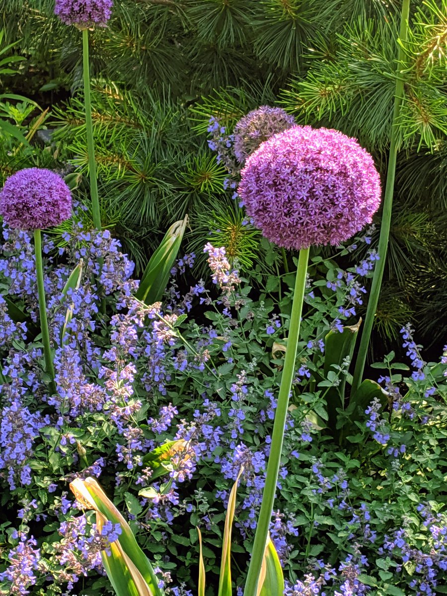 gnossienne_one's tweet photo. took a walk, the flowers looked happy and said hi back https://t.co/7wbshR5bUR