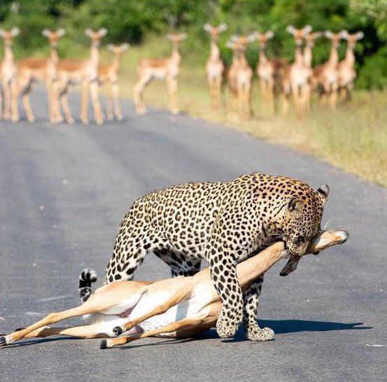 Mzilikazi wa Afrika tweet media