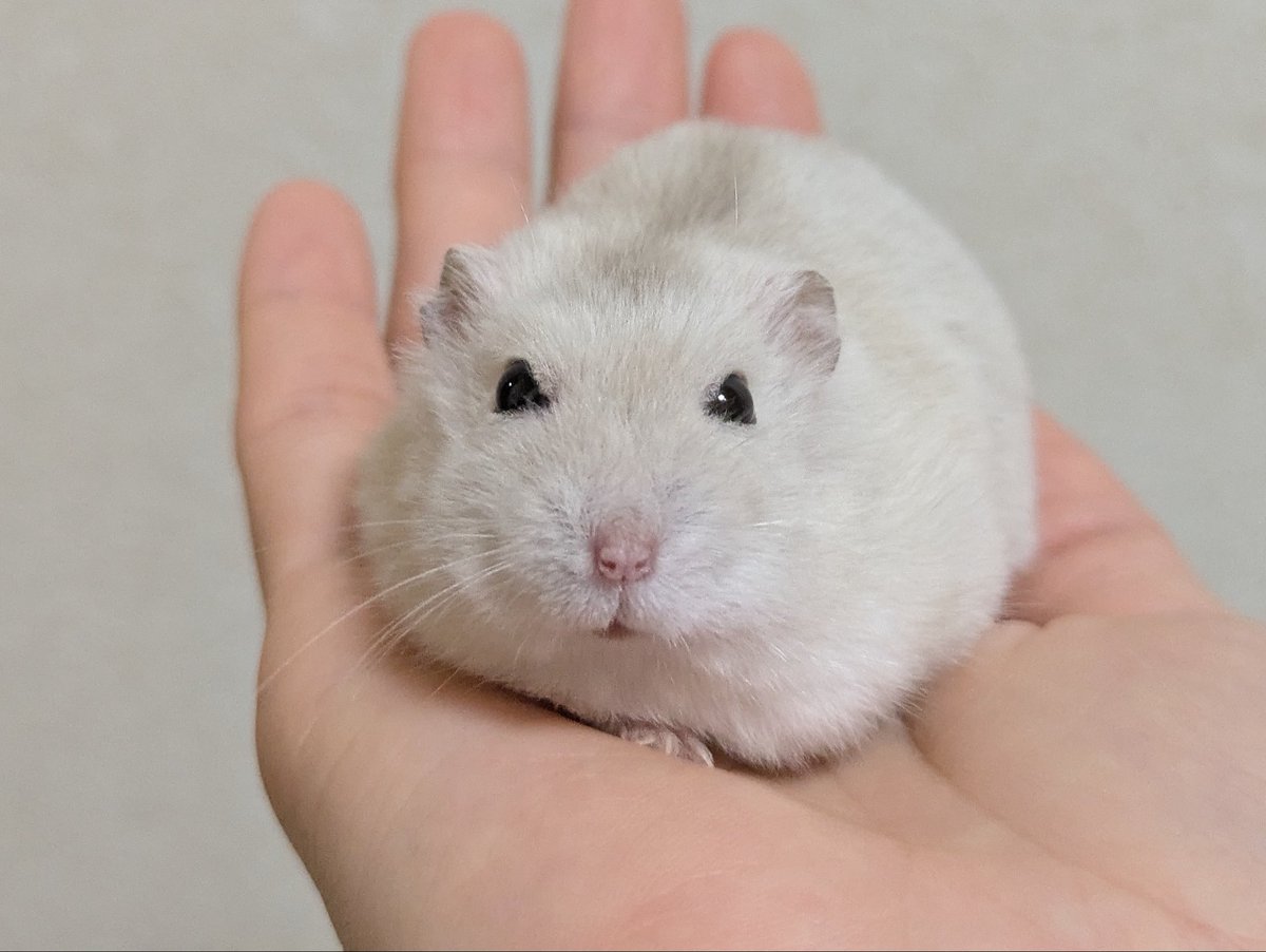 mimijirukusai's tweet photo. 豚もち🐹？💢 https://t.co/tO2IyFrRic