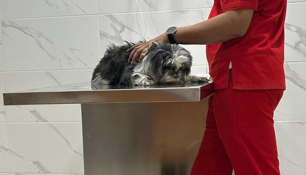 iLSHA． tweet media