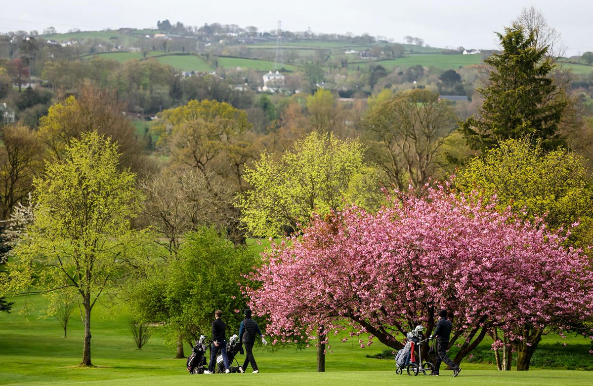 Golf Ireland tweet media