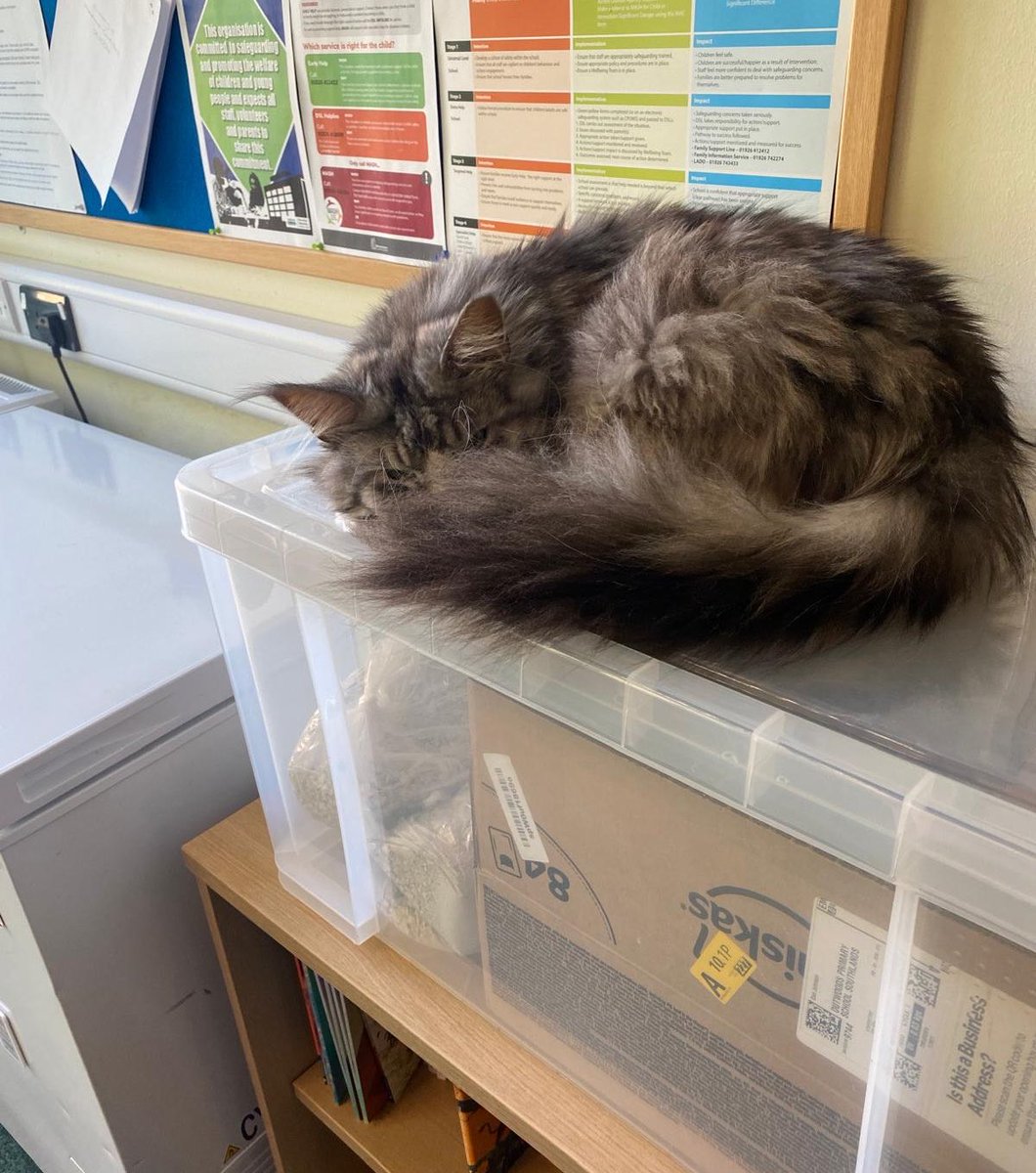 OutwoodsCat's tweet image. Today I’ve decided I’m not doing Fridays.
So I’ll just snooze here while school happens around me. 
Yes, I am peeping through my tail, I thought I heard the rustle of a treat bag. 
#cats #CatsOfTwitter #Hedgewatch
