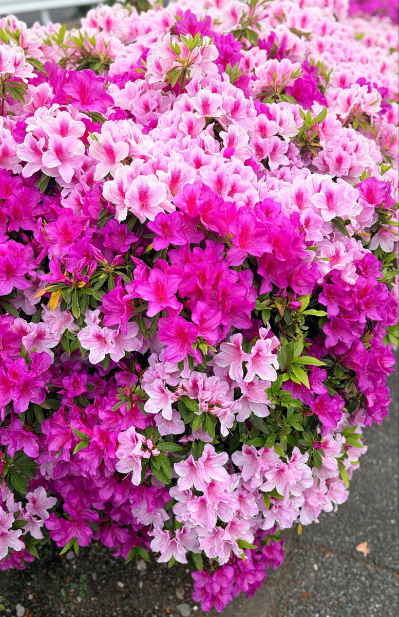 🪽てんちゃんねる🪽 tweet media