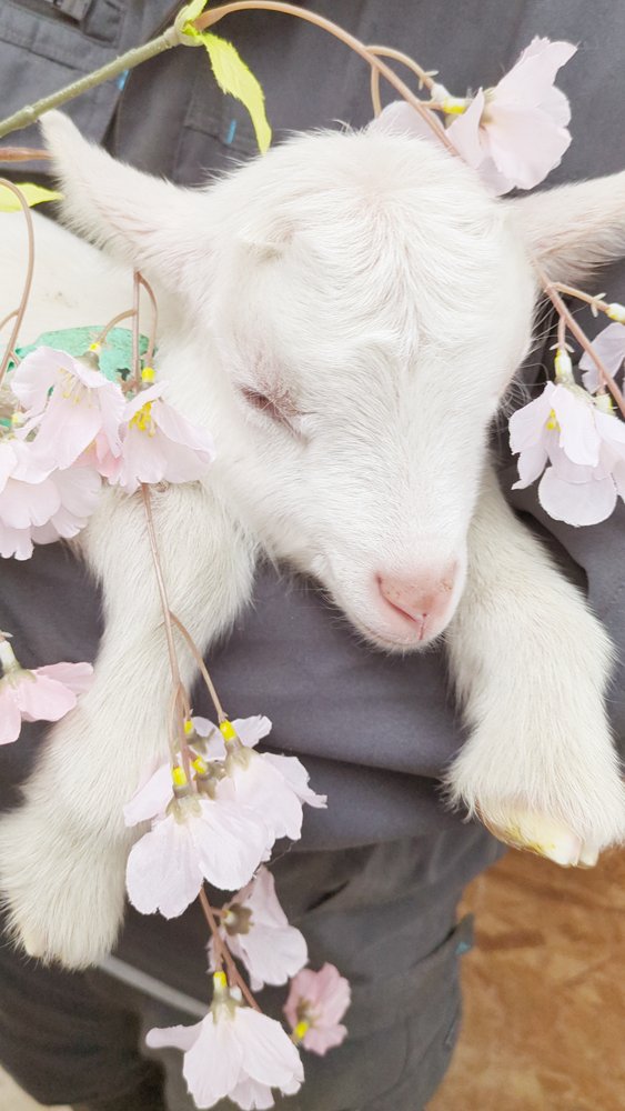 やぎミルク専門店プティ・シェーヴル🐐 tweet media