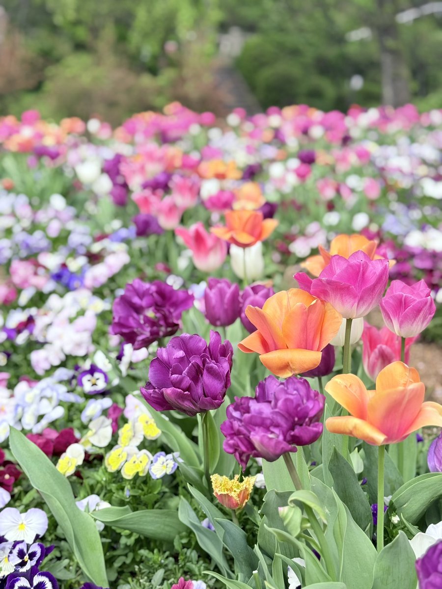 春のお花たちがいっせいに咲き、園内は春色の彩りに包まれています