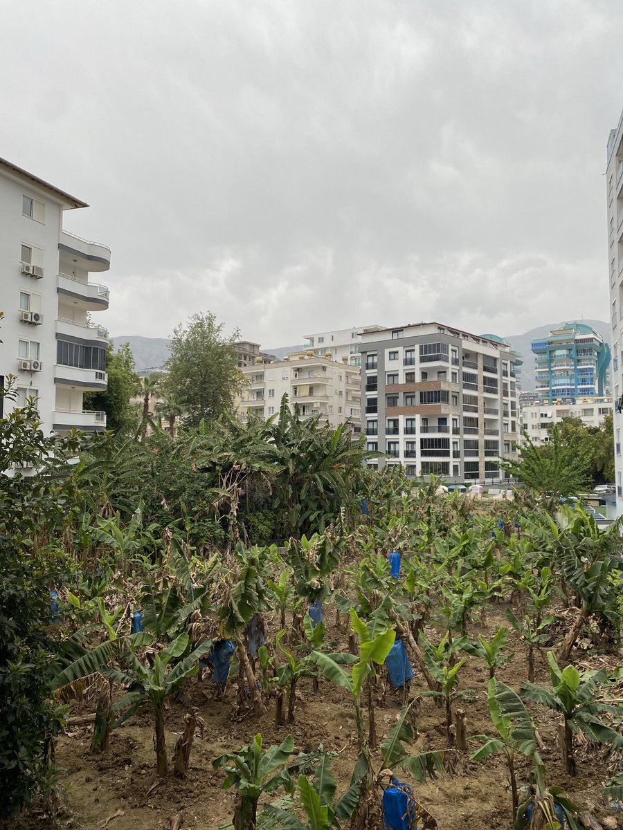 SİBELLLLl tweet media