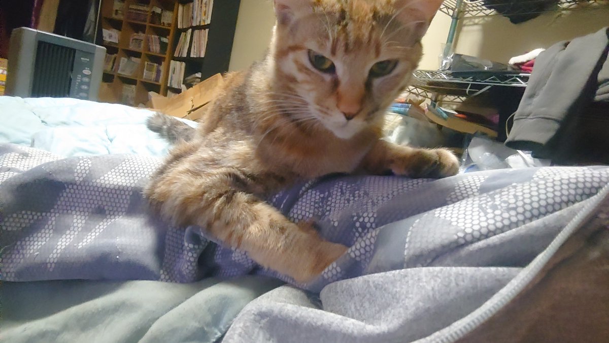 子猫が産まれた地域猫をかまった後に部屋に入ると腕にしがみつき「誰よこの匂い！どこの泥棒ネコよ！」と言わんばかりに圧を掛けてくるのは勘弁して下さい

キミはツンデレの彼女か