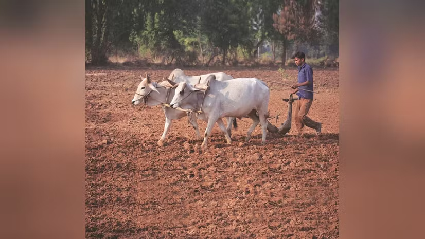 bsindia's tweet image. Sub-normal #monsoon may have limited economic impact as forecast accuracy improves and agriculture becomes more resilient, though the farm sector still accounts for 16.78% of GVA and crops remain sensitive to rainfall variability.

Read today's #Datanomics 👇

@indivjal