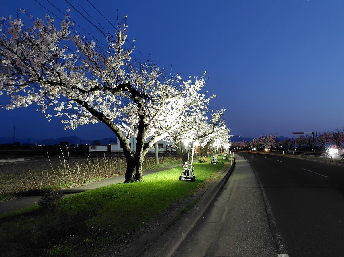 📢 #つかの桜街道 『国道7号弘前市神田地区～津賀野地区の約2km