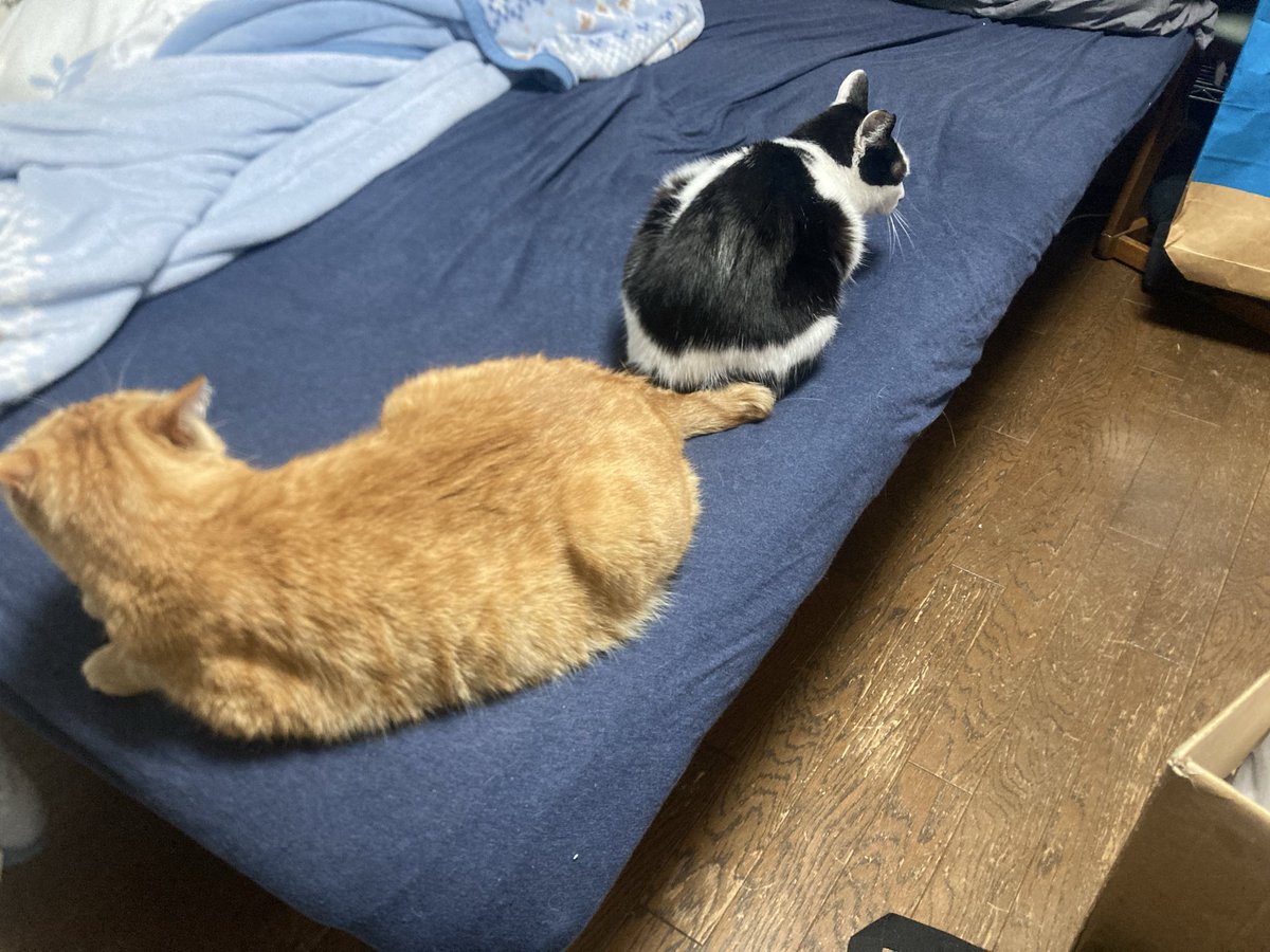 柊木漣 tweet media