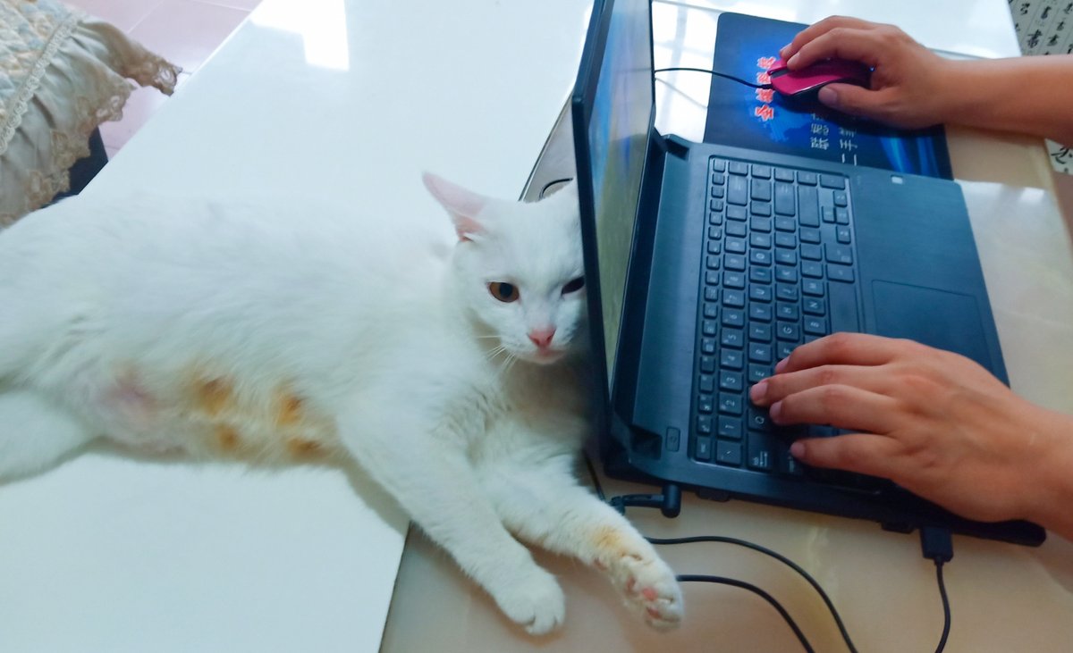 Burtard Guy tweet media