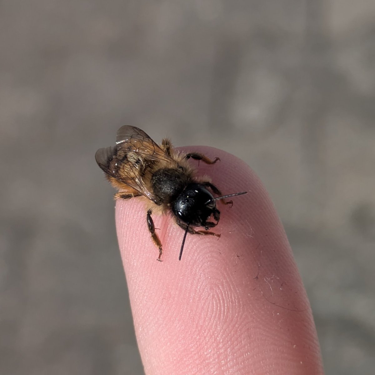 rio 🪲 bug oomf tweet media