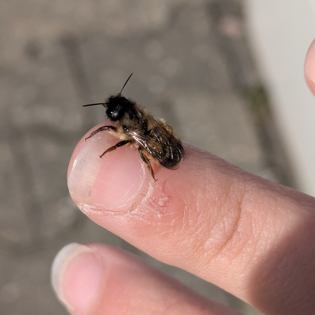 rio 🪲 bug oomf tweet media