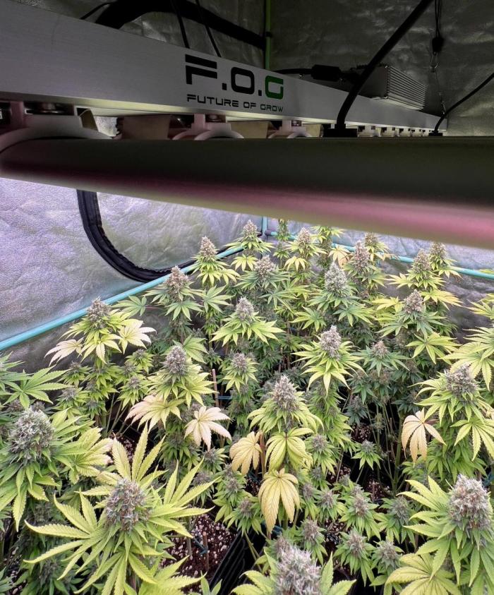 Spliff Seeds ® tweet media