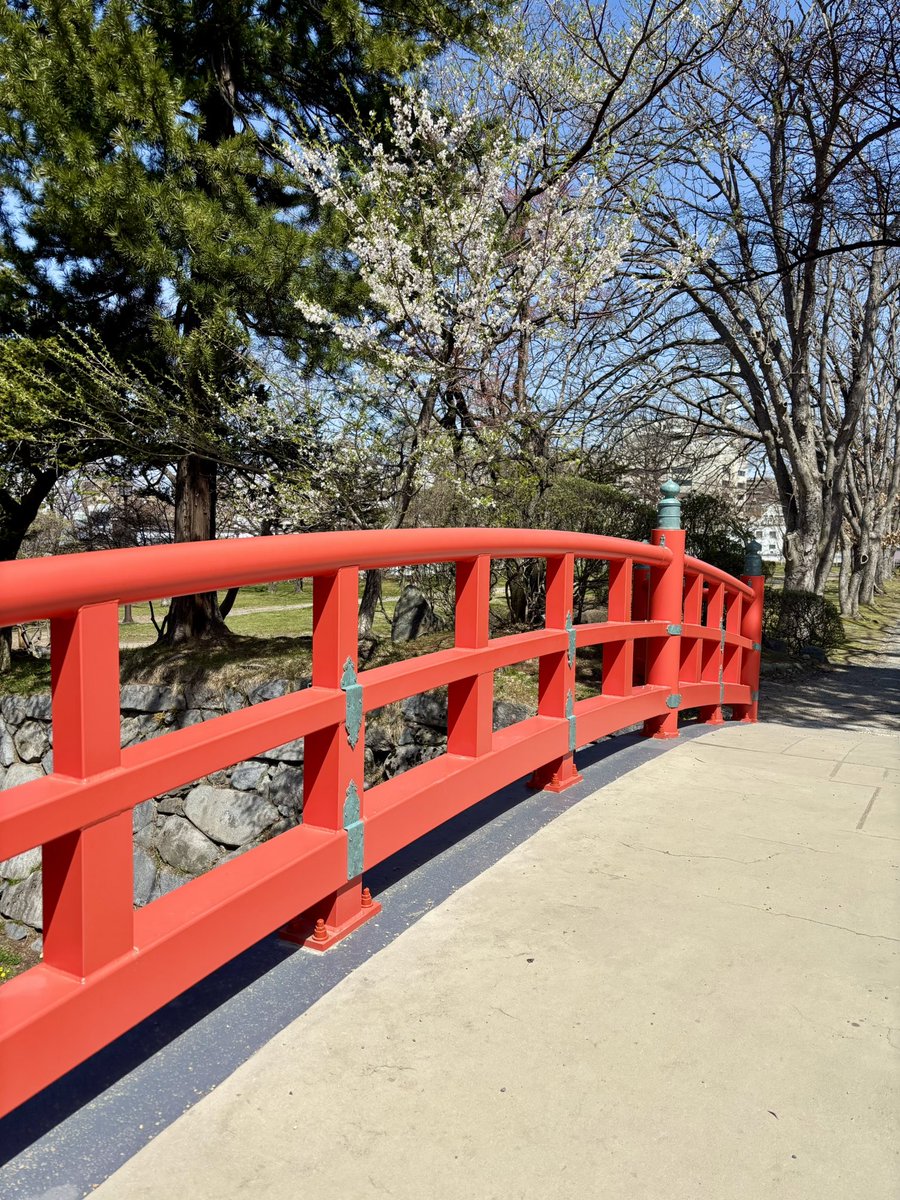 danbo0209's tweet photo. 今日　満開🌸岩手公園 https://t.co/mptvC6g4Kw
