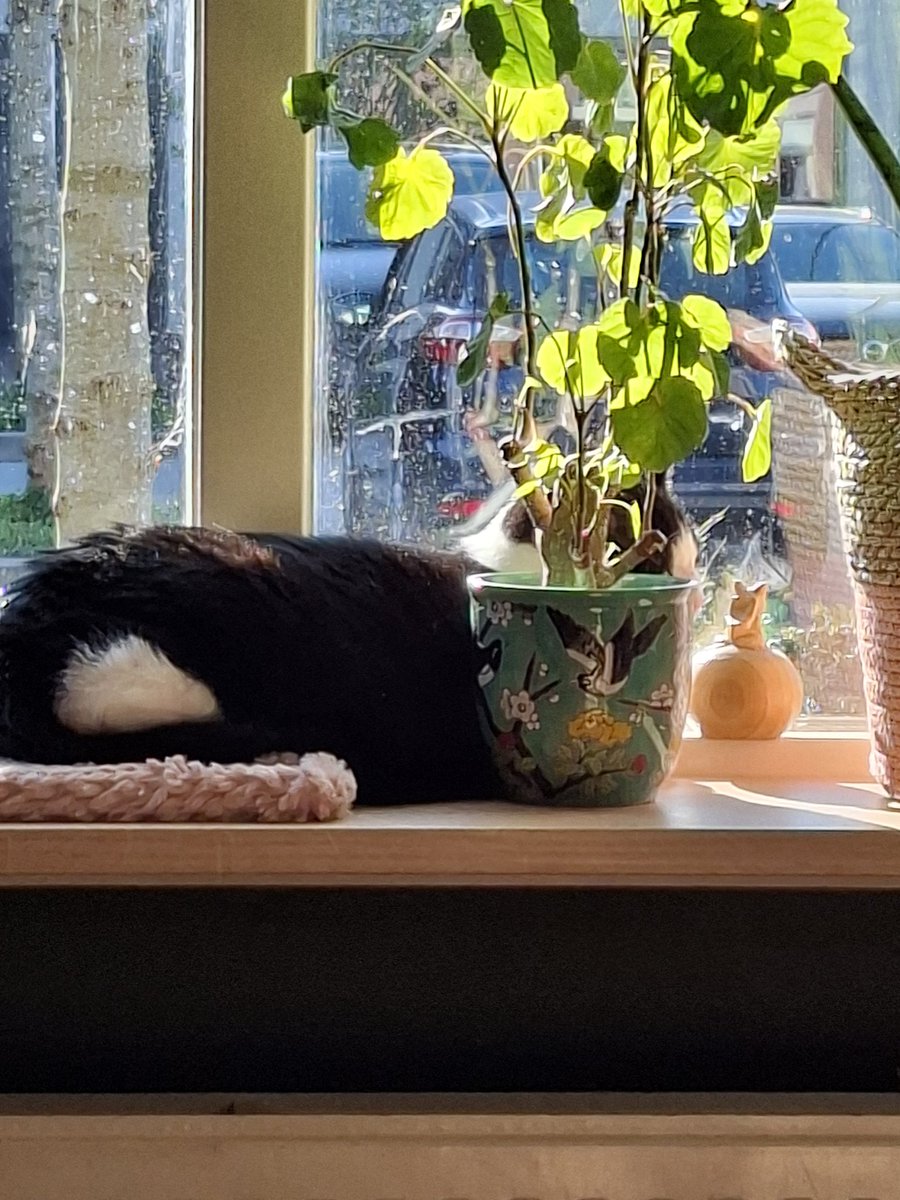 Suzanne Loman tweet media