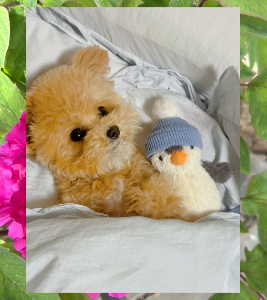 Cedarric Compres tweet media